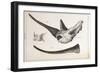 Rhino Skull Everard Home-Stewart Stewart-Framed Photographic Print