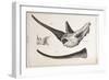 Rhino Skull Everard Home-Stewart Stewart-Framed Photographic Print