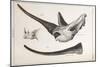 Rhino Skull Everard Home-Stewart Stewart-Mounted Photographic Print