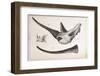 Rhino Skull Everard Home-Stewart Stewart-Framed Photographic Print