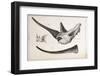 Rhino Skull Everard Home-Stewart Stewart-Framed Photographic Print