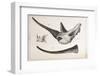 Rhino Skull Everard Home-Stewart Stewart-Framed Photographic Print