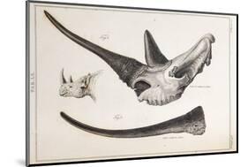 Rhino Skull Everard Home-Stewart Stewart-Mounted Photographic Print