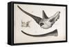 Rhino Skull Everard Home-Stewart Stewart-Framed Stretched Canvas