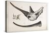 Rhino Skull Everard Home-Stewart Stewart-Stretched Canvas