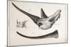 Rhino Skull Everard Home-Stewart Stewart-Mounted Photographic Print