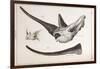 Rhino Skull Everard Home-Stewart Stewart-Framed Photographic Print