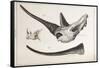 Rhino Skull Everard Home-Stewart Stewart-Framed Stretched Canvas
