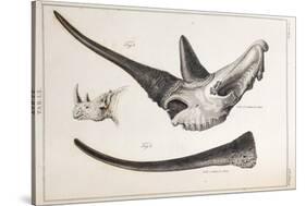 Rhino Skull Everard Home-Stewart Stewart-Stretched Canvas
