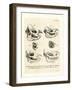 Rhino Skulls-null-Framed Giclee Print