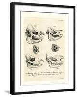 Rhino Skulls-null-Framed Giclee Print