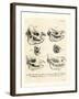 Rhino Skulls-null-Framed Giclee Print