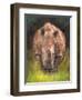 Rhino straight on-David Stribbling-Framed Art Print