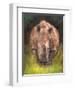 Rhino straight on-David Stribbling-Framed Art Print