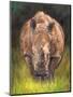 Rhino straight on-David Stribbling-Mounted Art Print