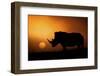 Rhino Sunrise-Mario Moreno-Framed Premium Photographic Print