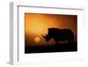 Rhino Sunrise-Mario Moreno-Framed Premium Photographic Print