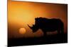 Rhino Sunrise-Mario Moreno-Mounted Photographic Print