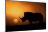 Rhino Sunrise-Mario Moreno-Mounted Photographic Print