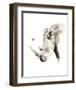 Rhino-Philippe Debongnie-Framed Art Print