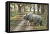 Rhino-Vikramjit Kakati-Framed Stretched Canvas