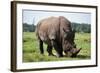 Rhino-null-Framed Photographic Print