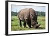 Rhino-null-Framed Photographic Print