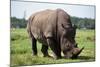 Rhino-null-Mounted Photographic Print