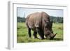 Rhino-null-Framed Photographic Print