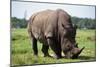 Rhino-null-Mounted Photographic Print