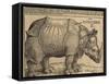 Rhinoceros, 1515-Albrecht Dürer-Framed Stretched Canvas