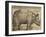 Rhinoceros, 1515-Albrecht Dürer-Framed Giclee Print