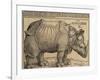 Rhinoceros, 1515-Albrecht Dürer-Framed Giclee Print