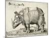 Rhinoceros, 1548-Enea Vico-Mounted Giclee Print