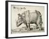 Rhinoceros, 1548-Enea Vico-Framed Giclee Print