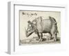 Rhinoceros, 1548-Enea Vico-Framed Giclee Print