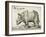 Rhinoceros, 1548-Enea Vico-Framed Giclee Print