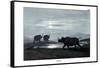 Rhinoceros, 1860-null-Framed Stretched Canvas