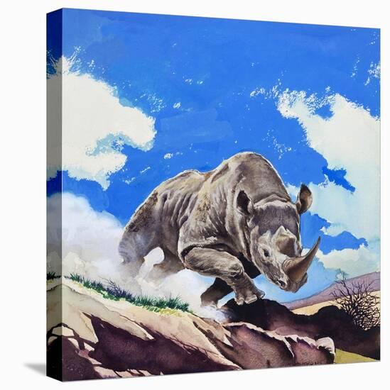 Rhinoceros, 1962-English School-Stretched Canvas