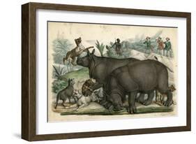 Rhinoceros and Dogs C1845-null-Framed Art Print