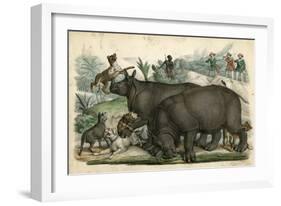 Rhinoceros and Dogs C1845-null-Framed Art Print