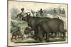 Rhinoceros and Dogs C1845-null-Mounted Art Print