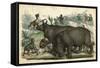 Rhinoceros and Dogs C1845-null-Framed Stretched Canvas