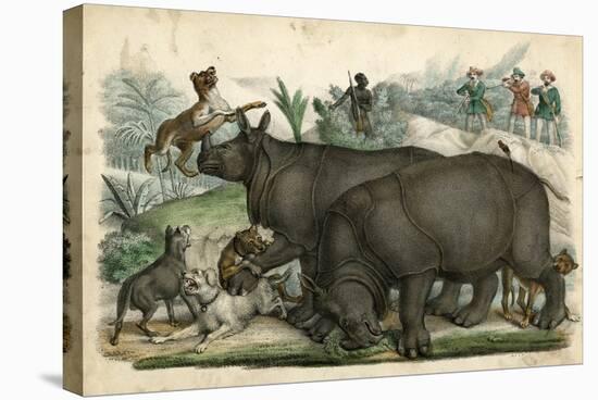 Rhinoceros and Dogs C1845-null-Stretched Canvas