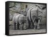 Rhinoceros and Her Youngster Hang Out in their Outdoor Enclosure at the Tierpark in Berlin-null-Framed Stretched Canvas