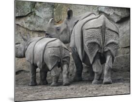 Rhinoceros and Her Youngster Hang Out in their Outdoor Enclosure at the Tierpark in Berlin-null-Mounted Photographic Print