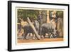 Rhinoceros at Zoo, Detroit, Michigan-null-Framed Art Print