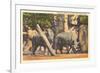 Rhinoceros at Zoo, Detroit, Michigan-null-Framed Premium Giclee Print