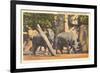 Rhinoceros at Zoo, Detroit, Michigan-null-Framed Art Print