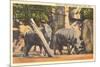 Rhinoceros at Zoo, Detroit, Michigan-null-Mounted Art Print